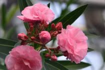 4 loại hoa đẹp nhưng đừng bao giờ trồng trong nhà kẻo chết sớm