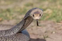 Đến nghĩa trang viếng bà, đứng tim đụng độ "độc vật" ghê gớm 