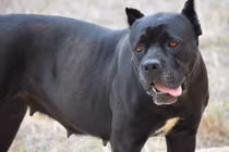 Hãi hùng thiếu nữ bị 6 chó cưng tấn công nguy kịch