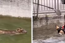 Đi thể dục, bàng hoàng chạm trán “thần thú” đầu rồng thân hươu