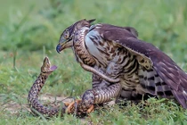 Qua đường núi, đứng tim gặp mãng xà siết cổ diều hoa thị uy 