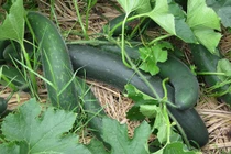 Loại quả rẻ tiền, ăn nhiều da trắng dáng xinh, cực tốt cho người bệnh thận 