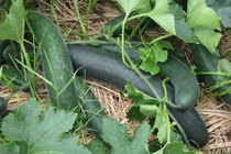 Loại quả rẻ tiền, ăn nhiều da trắng dáng xinh, cực tốt cho người bệnh thận 