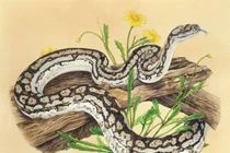 Tuần mới (27/3 - 2/4): 3 con giáp tài vận rực rỡ, vượng phát cực nhanh