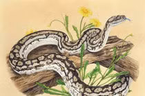 Tuần mới (27/3 - 2/4): 3 con giáp tài vận rực rỡ, vượng phát cực nhanh