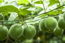 Thứ quả ngọt gấp 300 lần đường, cực nhuận tràng bổ phế 