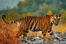 Tuần mới (13/2 - 19/2): 3 con giáp đón đủ điềm lành, tắm mưa tài lộc