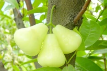 Roi bạch ngọc, thứ quả người Việt Nam chê, dân Thái và Trung lại tôn sùng