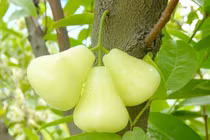 Roi bạch ngọc, thứ quả người Việt Nam chê, dân Thái và Trung lại tôn sùng