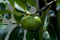 Nhìn thấy quả lạ trông ngon miệng, bác sĩ hái ăn, suýt chết