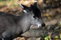 Đi hái nấm, sửng sốt thấy “quái thú” đầu lừa thân hươu có nanh 