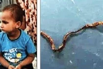 Chơi trong sân thấy rắn, bé trai làm điều ai cũng sợ run người 