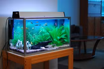 Vị trí “vàng” đặt bể cá cảnh trong nhà giúp gia chủ phất lên phần phật
