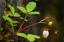 Dâu tây bạch tuyết cực hiếm, ngon hơn vải thiều lại có thể kháng viêm 