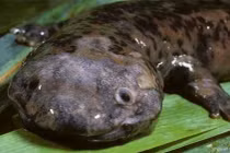 Nửa đêm nghe tiếng trẻ con khóc, hoảng hồn thấy “quái thú" xuất hiện 