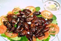 Ghê rợn món ăn từ gián của người Trung Quốc