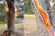 Bị sét đánh, thân cây hóa lò luyện dung nham kỳ quái