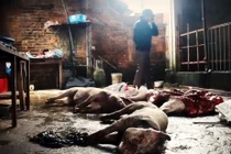 Kinh hãi lợn lở mồm long móng được “phù phép” thành trâu gác bếp