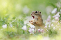 Chết mê cảnh động vật thích thú tận hưởng mùa xuân