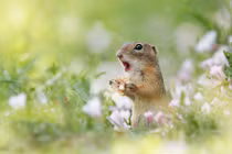 Chết mê cảnh động vật thích thú tận hưởng mùa xuân