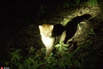 Cực hiếm ảnh mèo hoang đầu phẳng xuất hiện