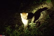 Cực hiếm ảnh mèo hoang đầu phẳng xuất hiện