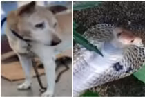 Rắn hổ mang hung hăng tấn công chủ, chó cưng ra đòn "hủy diệt"