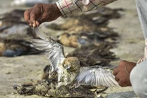 Ly kỳ cái chết bí ẩn, thương tâm của 5000 con chim