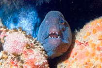 "Sốc" loạt động vật đáng sợ như "quái vật" trong phim viễn tưởng