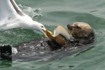 Rái cá săn mồi "to bự", mòng biển tranh cướp rồi bẽ bàng...