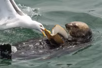 Rái cá săn mồi "to bự", mòng biển tranh cướp rồi bẽ bàng...