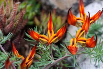 Mê mẩn hoa lạ cực hiếm, đẹp, rất khó được nhìn thấy