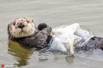 Buồn âm ỉ xem rái cá lấy túi nhựa làm chăn đắp