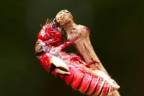  Những loài động vật đỏ rực như máu ở Việt Nam