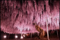 Đốn tim với 16 cây cổ thụ lộng lẫy bậc nhất thế giới