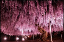 Đốn tim với 16 cây cổ thụ lộng lẫy bậc nhất thế giới