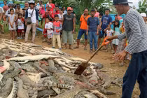 Hàng trăm con cá sấu bị thảm sát gây kinh hoàng