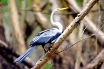 "Ngắm mãi không chán" chim cổ rắn, cò ma trong rừng tràm Trà Sư