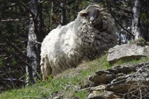 Bốc mùi tởm lợm, cừu hoang dã thoát chết vì đến sói cũng chê