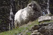 Bốc mùi tởm lợm, cừu hoang dã thoát chết vì đến sói cũng chê