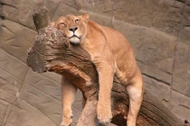 Nắng xuân e ấp, động vật đã "lười chảy thây" đáng ghen tị