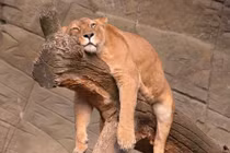 Nắng xuân e ấp, động vật đã "lười chảy thây" đáng ghen tị