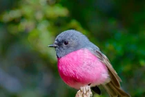 "Giải mã" loài chim cực thời trang, ngỡ không tồn tại