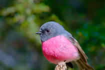 "Giải mã" loài chim cực thời trang, ngỡ không tồn tại