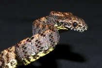 Tận mục loài rắn nữ hoàng sắc đẹp “vạn người mê” ở Việt Nam