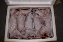 Ăn thịt mèo không rõ nguồn gốc có thể mắc bệnh dại chết người