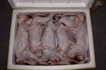 Ăn thịt mèo không rõ nguồn gốc có thể mắc bệnh dại chết người