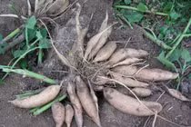 Bạt ngàn “sâm rẻ như khoai lang” nơi cực Bắc của Tổ quốc