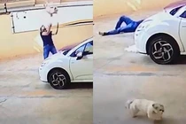 Rơi từ tầng 9, chó cưng không hề hấn nhờ điều thần kỳ này 