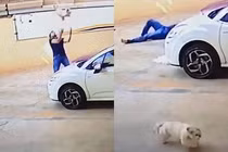 Rơi từ tầng 9, chó cưng không hề hấn nhờ điều thần kỳ này 